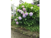 ガーデン山にさく紫陽花